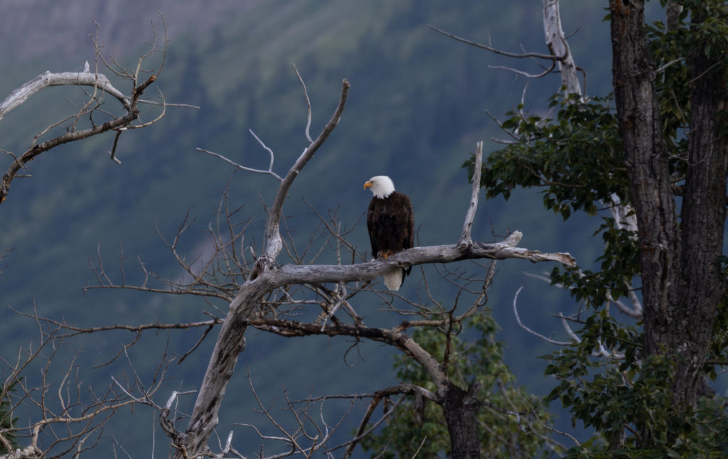 Bald Eagle, perched on a branch in Glacier National Park, Montana.