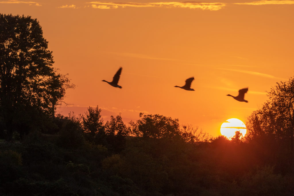 Canada Geese flying at sunset in front of the sun.